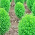 Green Kochia Scoparia Molly Scoparia Grass Gorgeous Plants - 120 Seeds B