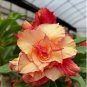 Middle Colorful Grafting Adenium Obesum Desert Rose - 2 Seeds