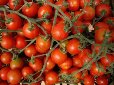 'Tonglin' Small Round Rose Red Cherry Tomato Seeds - 100 Seeds
