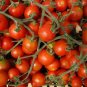 'Tonglin' Small Round Rose Red Cherry Tomato Seeds - 100 Seeds