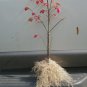 1 DWARF BURNING BUSH bare root (Euonymus Alatus) Plantations