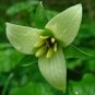 5 Erectum Sulcatum trillium, Barksdale's Trilliam, Furrowed Wake-robin Plantations