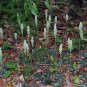 5 Rattlesnake Orchid root system perennial Plantations