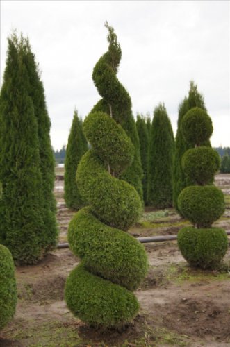 EMERALD GREEN Arborvitae 4&acirc;��pot - (Thuja occidentalis) Plantations