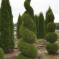 EMERALD GREEN Arborvitae 4”pot - (Thuja occidentalis) Plantations