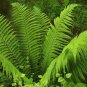 5 LADY FERNS rhizomes (Athyriun filix-femina) Plantations