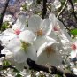 Snowgoose Flowering Cherry Tree 2.5" pot Plantations