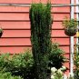 Sky Pencil Holly quart pot Plantations