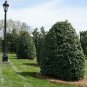 Oak Leaf Holly Plantations