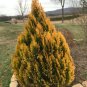 Golden Arborvitae tree qt pot Plantations