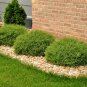 MR BOWLING BALL Plantations