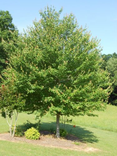 Red Maple quart pot Native red maple Plantations