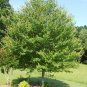 Red Maple quart pot Native red maple Plantations