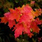 Red Maple quart pot Native red maple Plantations