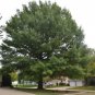 Pin Oak Tree qt pot (quercus palustris) Plantations