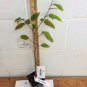 American Hornbeam tree (Carpinus caroliniana) quart pot Plantations