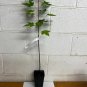 Silver Maple qt pot (Acer saccharinum) Plantations