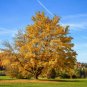Silver Maple qt pot (Acer saccharinum) Plantations