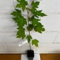 Silver Maple qt pot (Acer saccharinum) Plantations