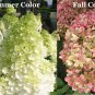 LIMELIGHT Hydrangea shrub Plantations