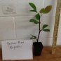 Yellow Bird Magnolia 2.5" pot Plantations