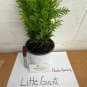 Little Giant Dwarf Arborvitae 1 qt. pot Plantations