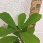 Black Gum tree quart pot (Nyssasylvatica) Plantations