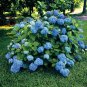 2 Nikko Blue Hydrangea 2.5" pot Plantations