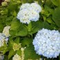 2 Nikko Blue Hydrangea 2.5" pot Plantations