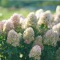 Panicle Hydrangea shrub Plantations