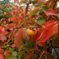 American Persimmon tree qt. pot (Diospyros virginiana 'American) Plantations