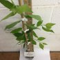 Weeping Cherry Tree Prunus x yeodensis shidare yoshino Plantations