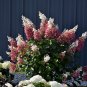 PINKY WINKY qt pot paniculata hydrangea shrub Plantations