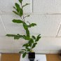 2 CHERRY LAUREL Prunus caroliniana Plantations
