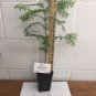 Dawn Redwood quart pot (Metasequoia glyptostroboides) Plantations