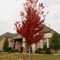 Brandywine Maple Plantations