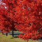 Brandywine Maple Plantations