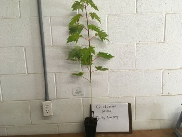 Celebration Maple Plantations