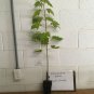 Celebration Maple Plantations