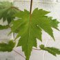 Celebration Maple Plantations