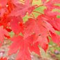 Celebration Maple Plantations