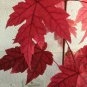Autumn Blaze Maple quart pot Plantations