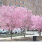 2 Okame Flowering Cherry tree 2.5" pot Plantations