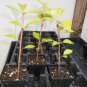 2 Yoshino Flowering Cherry Tree 2.5" pot Plantations