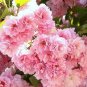 2 Kwanzan Flowering Cherry trees Plantations