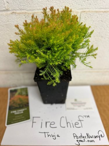 Fire Chief Globe Arborvitae 1 qt pot Plantations