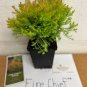 Fire Chief Globe Arborvitae 1 qt pot Plantations