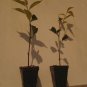 2 Weeping Cherry Trees 2.5 pot Plantations