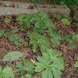 20 GOLDEN SEAL roots Hydrastis Canadensis Plantations