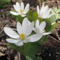 20 Bloodroot roots- (sanguinaria canadensis) Plantations